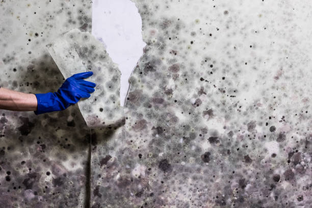 Best Basement Mold Remediation in Fairport Harbor, OH